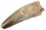 Fossil Spinosaurus Tooth - Feeding Worn Tooth #368133-1
